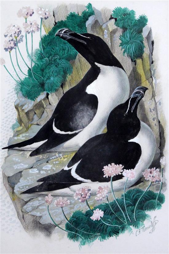 § Charles Frederick Tunnicliffe (1901-1979) Razorbills 14.25 x 10in.